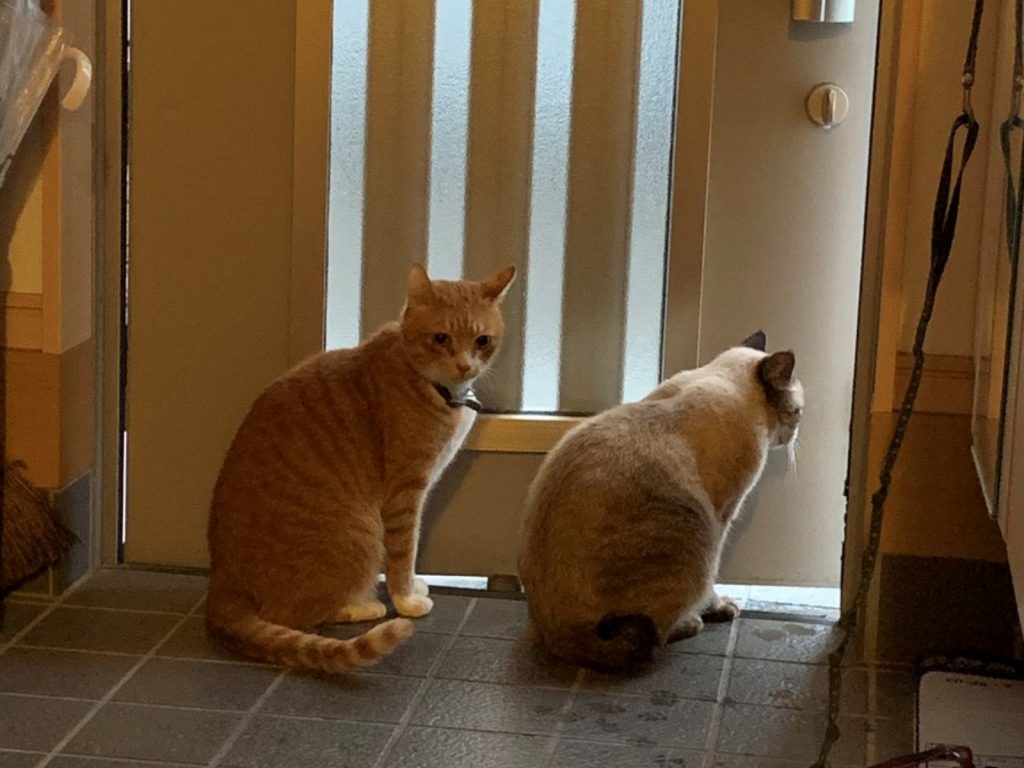 強大的風雨讓浪浪全身濕淋淋的，許多暖心民眾將家門打開歡迎牠們暫時來躲躲。(圖/Twitter@c0052659/@sousaicirno) 