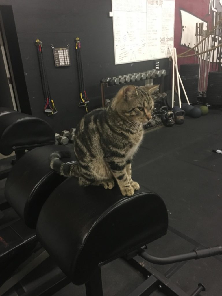 傲嬌虎斑貓自主進駐健身房　當起貓教練為大家加油打氣！