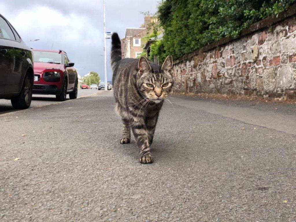 潔姬在3個月前幫喬治創立了粉專，讓爸媽可以知道牠都去了哪裡，吸引了許多粉絲，甚至有名到上了新聞版面。 (圖/Facebook@George the Helensburgh cat) 