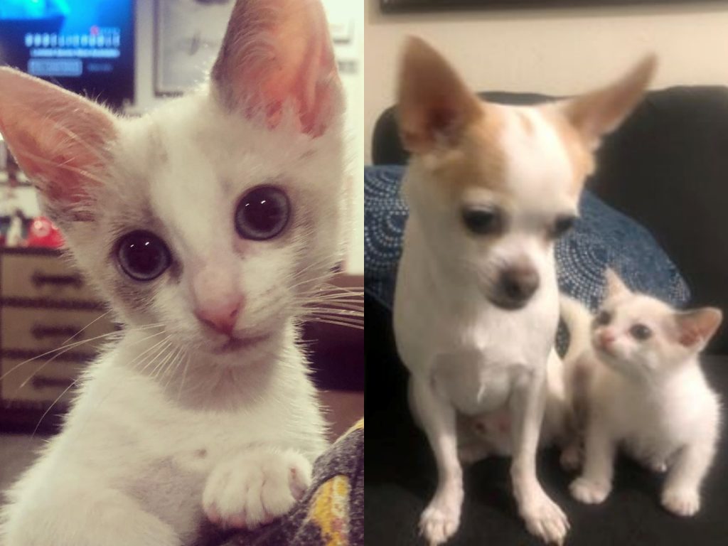 偶這麼口愛～葛格跟偶當好朋友啦～ (圖/IG@bella_loves_buster) 