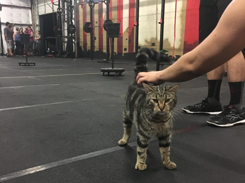 貓皇LB第一次現身就是一副高傲的模樣，不過其實超愛撒嬌的。(圖/imgur@battlesquid91) 