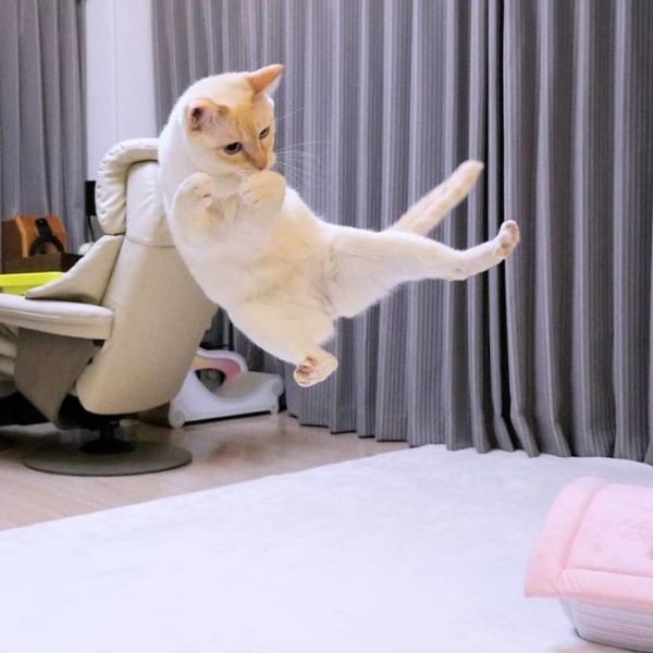 日本米白貓天生熱舞魂　變化多端的超猛舞姿萌殺上萬人！