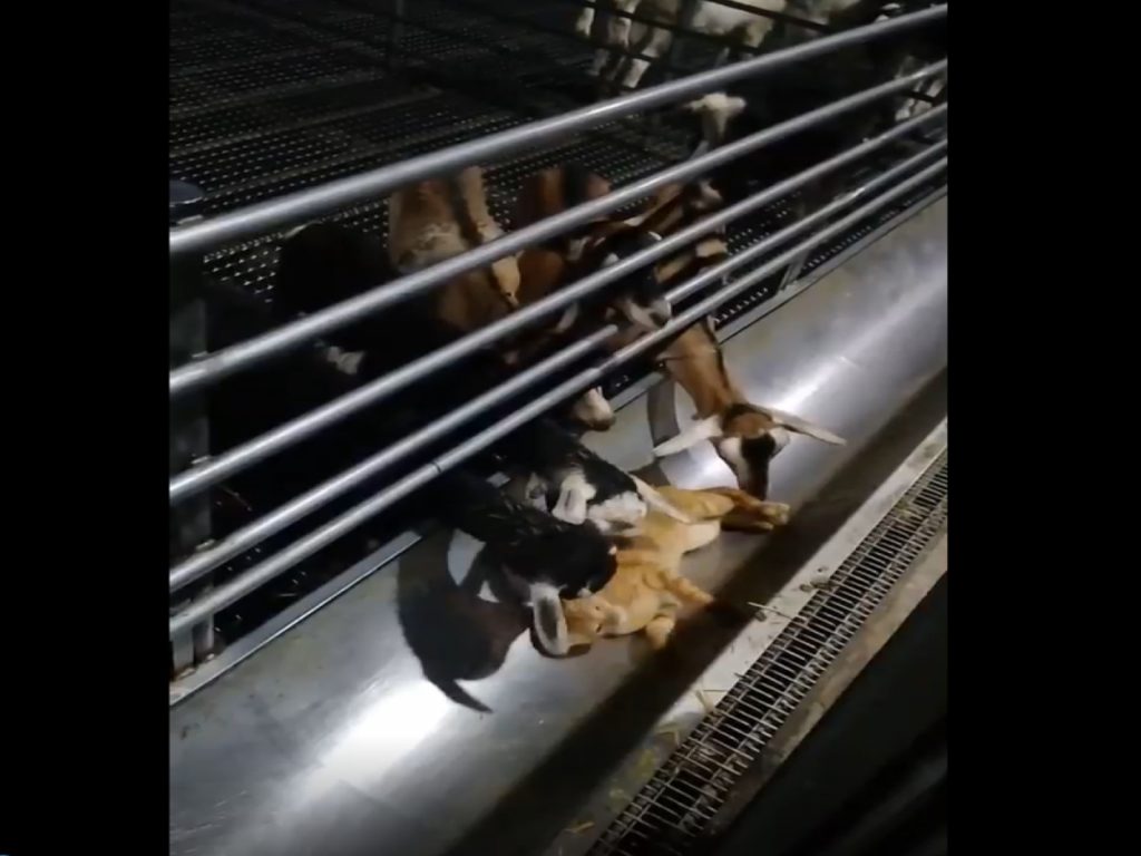 農場羊舍裡一群羊咩咩正在吸貓！（圖／翻攝自華一休閒農場授權影片）