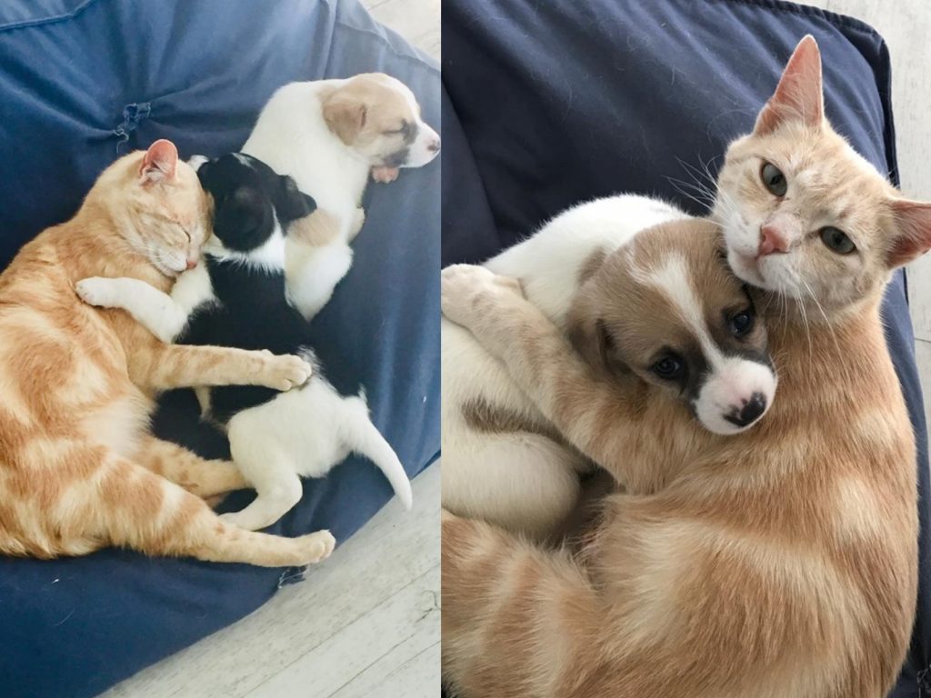 自從有了小狗狗，凱思琳不再哭泣，而是日以繼夜認真照顧著牠們！ (圖/Izelle Marallich) 