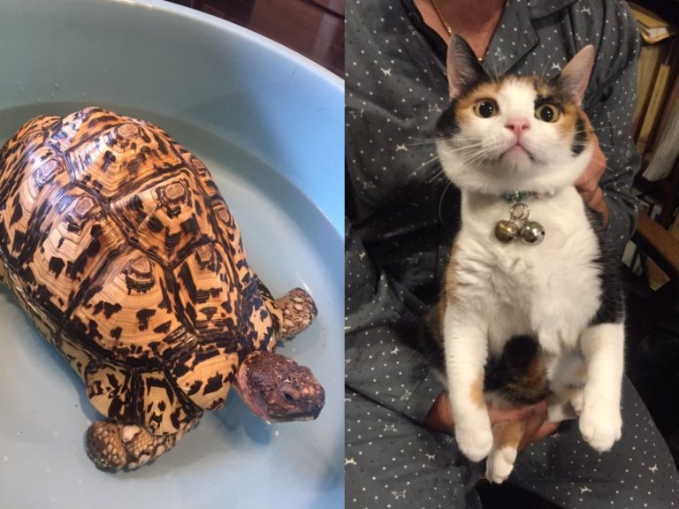 日本網友@san_niconico飼養的烏龜與貓咪，從小感情就很好（圖／twitter@san_niconico）