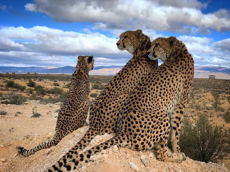 獵豹守護者！女子全心為動物付出　遠赴南非救援獵豹回野外