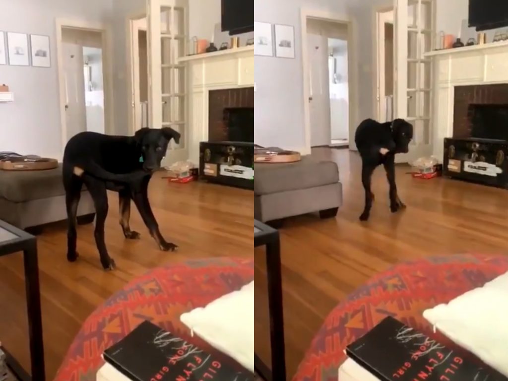 啊、啊不然……偶先帶尾巴退場好惹…… (圖/Twitter@@omw2innisfree) 