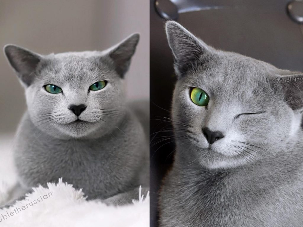 俄羅斯藍貓Ruble帥氣的顏值吸引近60萬粉絲追蹤（圖／IG@rubletherussian）