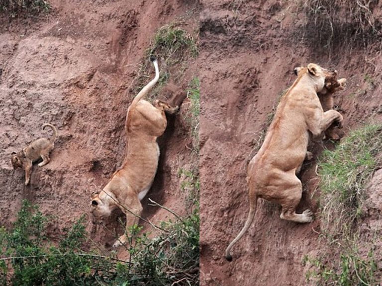 驚險一瞬間！母獅冒生命危險　跳下懸崖拯救受困小幼獅
