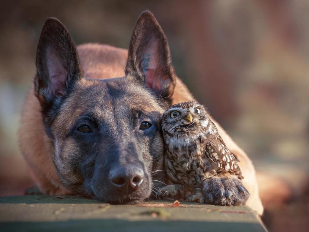 波弟和因哥完全不受身形困擾，一遇見彼此馬上成為好朋友！塔妮雅說：「他們對彼此都非常友善，甚至非常了解對方的所思所想。」 (圖/IG@tanja_brandt) 