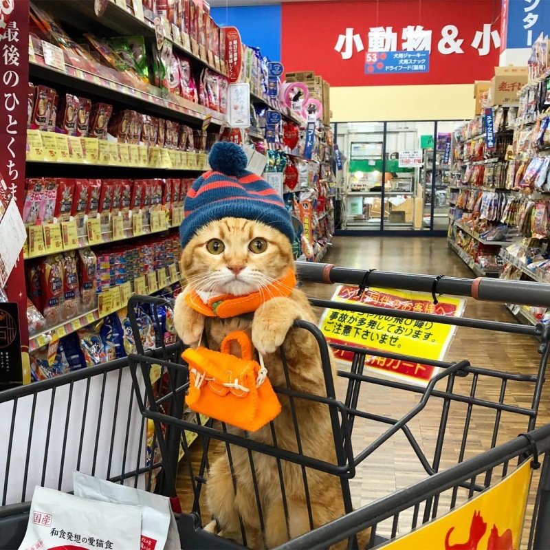 罐罐自己挑！橘貓超愛逛超市　相中就賴著不走：馬麻買給我～