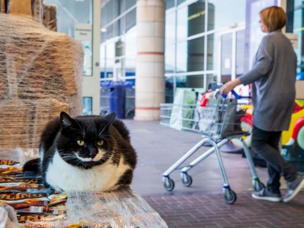 Spartacus已經是量販店的霸主，所有客人都要先跟牠打過招呼才能進去！(圖/SWNS) 