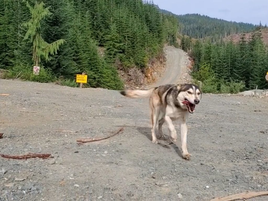 凱西常常帶著貝拉出門踏青，然而這次卻沒拉好貝拉的牽繩而和牠走散。 (圖/Facebook@Best of BEIRA) 