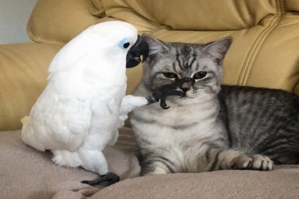 等門變玩親親？鸚鵡向貓咪索吻　網笑：媽媽可以不用回來了！