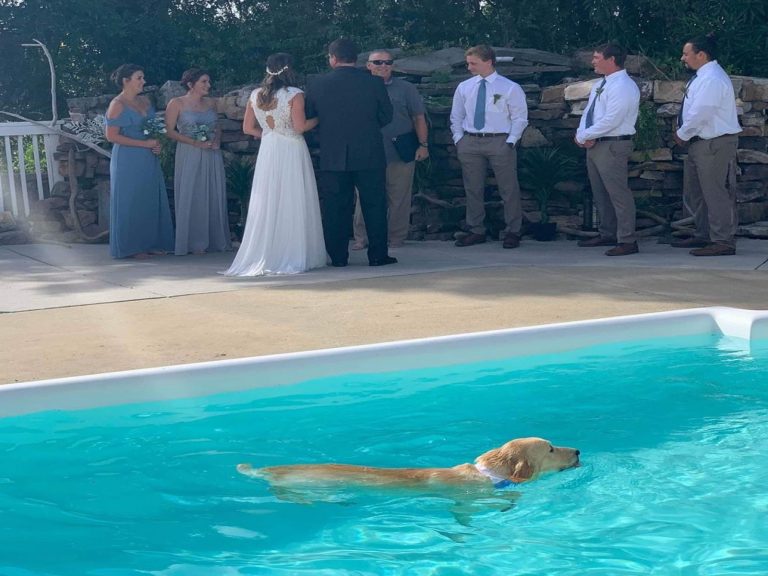 黃金獵犬芬恩竟然在馬麻的婚禮上游泳！（圖／IG@the_bordeaubros）