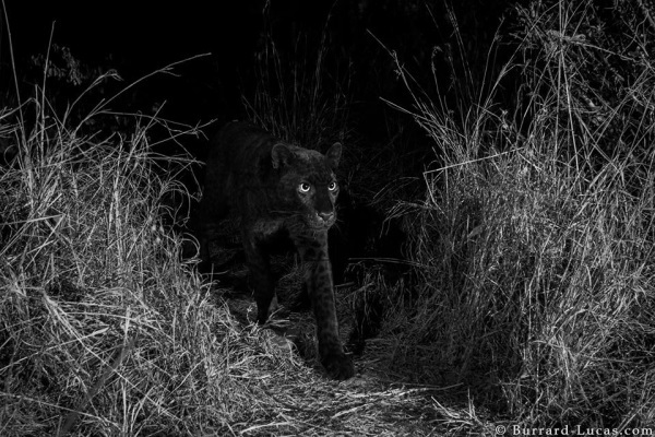 肯亞百年來首次拍到罕見黑豹　月光下漫步畫面超唯美！