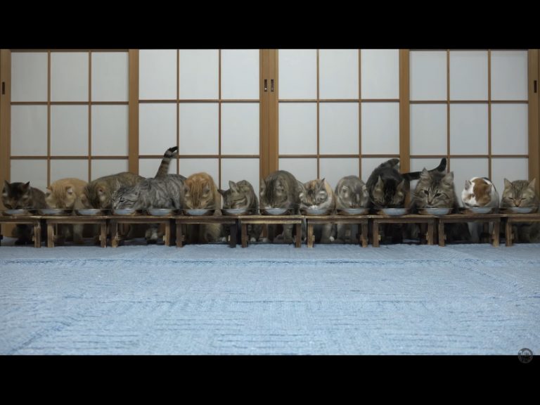 留下的四隻貓滿頭問號：啊、啊現在是怎樣？ (圖/Youtube@10 Cats.ᐩ) 