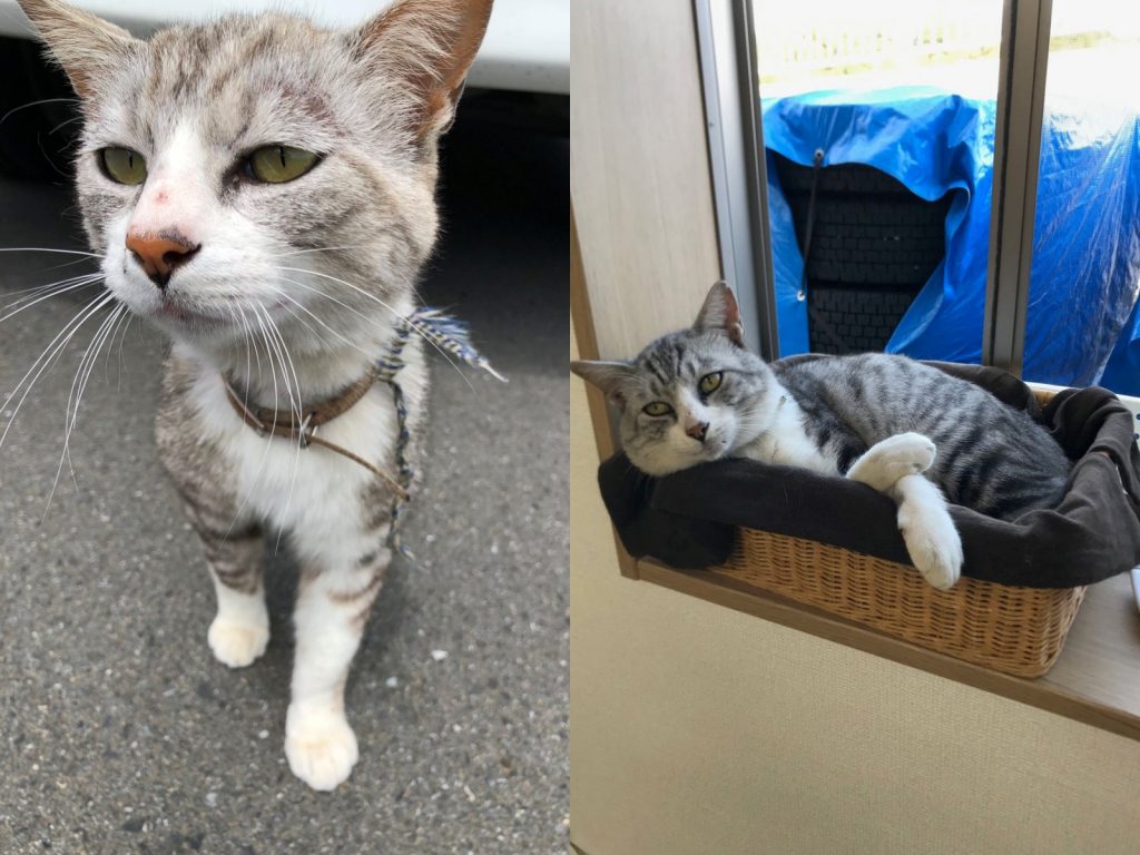 嗚嗚嗚……人類呀～可憐可憐偶～帶偶回家吧～(圖/Twitter@nyanyakichi_cat) 