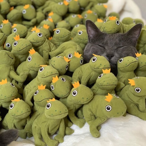 喵星人坐擁百隻青蛙軍團表情超有戲　藍貓：「朕就是狂！」