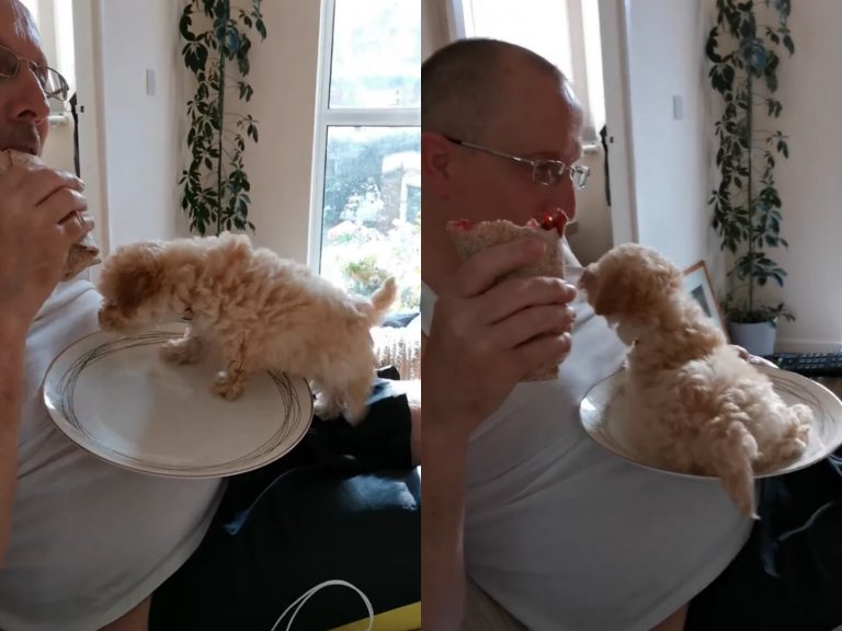主人吃飯中　貼心小狗自己爬進盤子：還餓嗎？吃了我吧！
