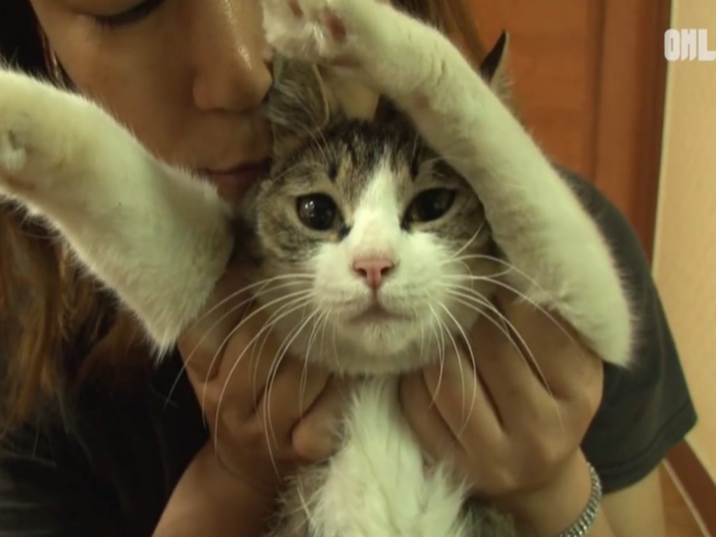 虎斑貓：本喵只是食量大一點而已辣！（圖／翻攝自FB@SBS TV동물농장x애니멀봐）