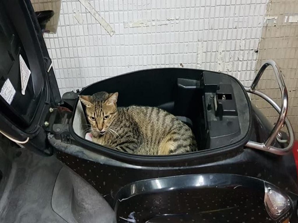 浪浪「阿喵」強佔網友的機車車箱（圖／網友Nianzong Zhang‎提供）