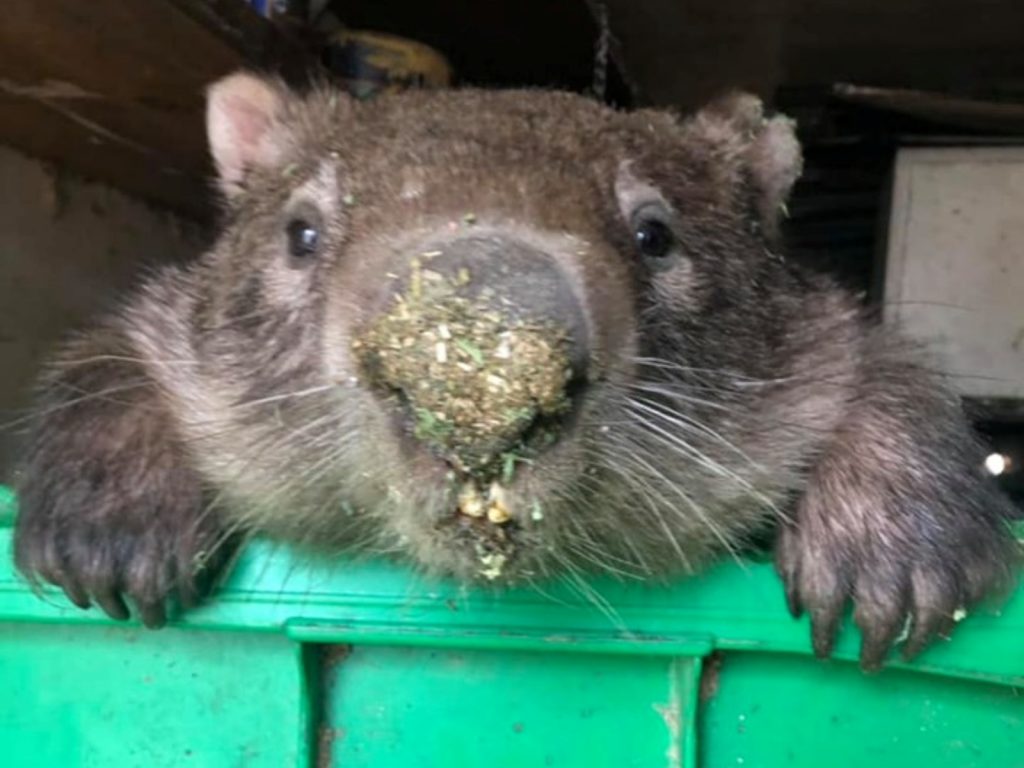 Magoo先生從小就是個吃貨，但是以前牠都吃完就自己離開的，這次大概連牠自己都沒料到會出不去吧！ (圖/Cedar Creek Wombat Rescue and Hospital) 