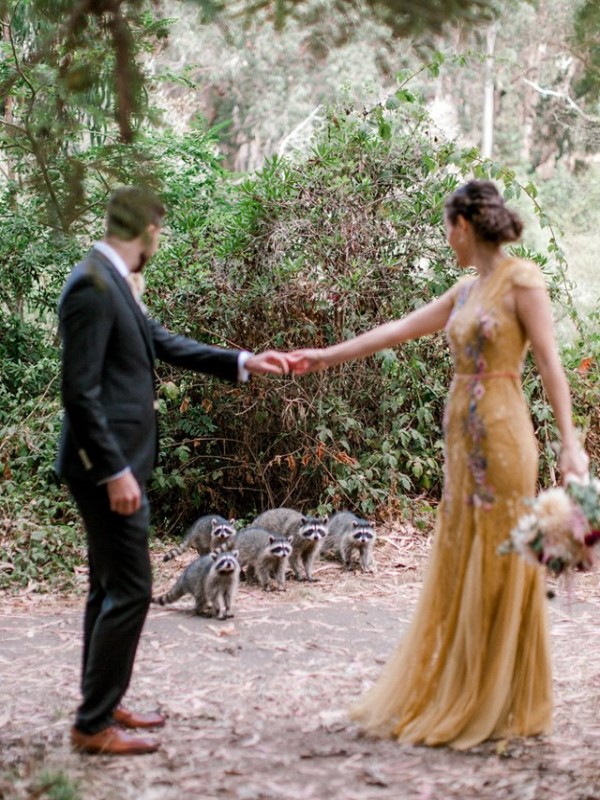 新人拍婚紗巧遇浣熊家族亂入淪配角　攝影師笑：好兆頭！