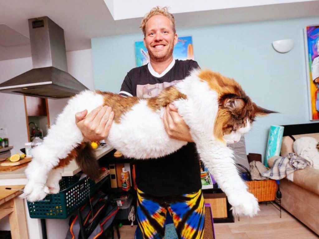 緬因貓參孫身形巨大，重達14公斤稱霸紐約市！（圖／FB@Samson the Cat aka Catstradamus）