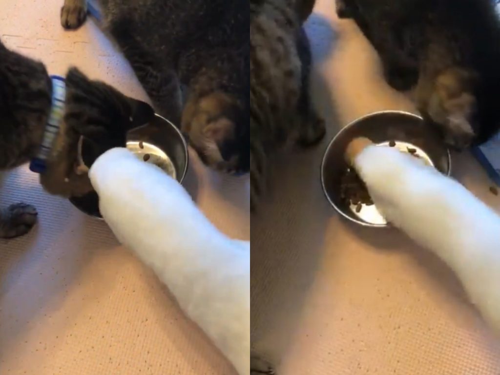 貓主子幾次想擠進碗裡，但鴨鴨都沒在客氣努力掃貨，因此貓咪幾乎什麼都吃不到。(圖/Twitter@ahiruomaruchan) 