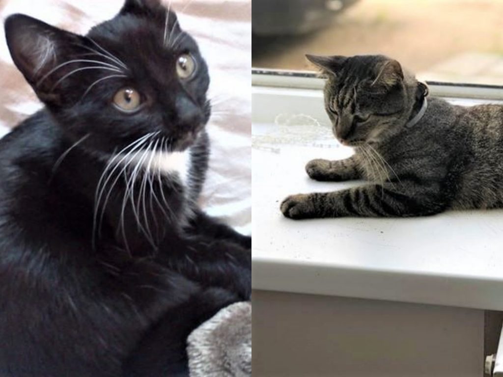 盧曼：基特克！雖然平常不喜歡你，但、還是謝謝你啦！ (圖/coleandmarmalade) 