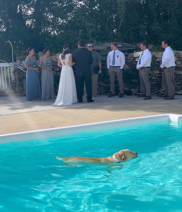 參加主人婚禮卻跑去游泳　狗狗：馬麻妳的婚紗借我擦！