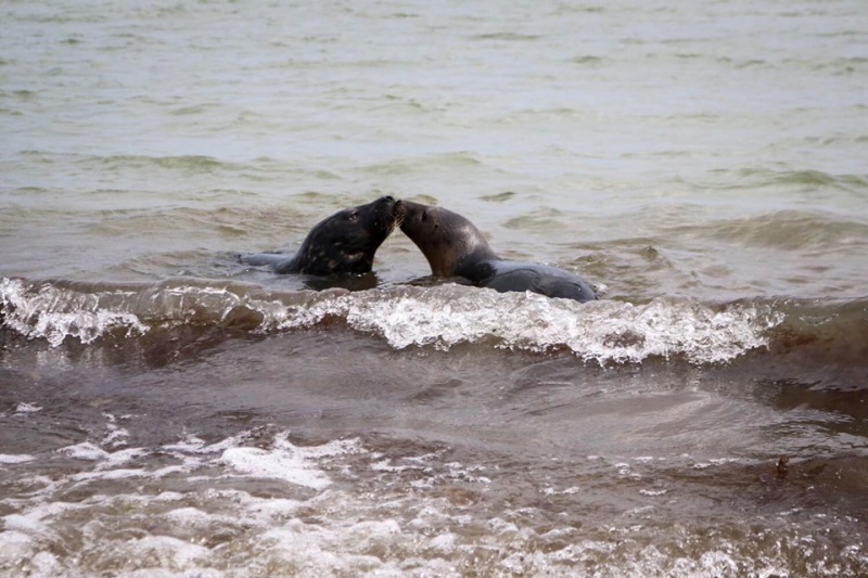 萌萌小海豹受傷了！志工心疼救援　養到肥嘟嘟助牠們回大海