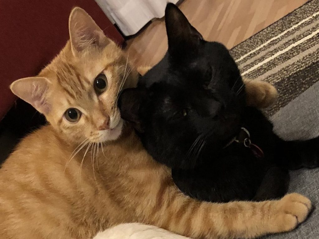 黑貓Sora：Ame你有點重，請下來好嗎？（圖／twitter@@kikechi776）