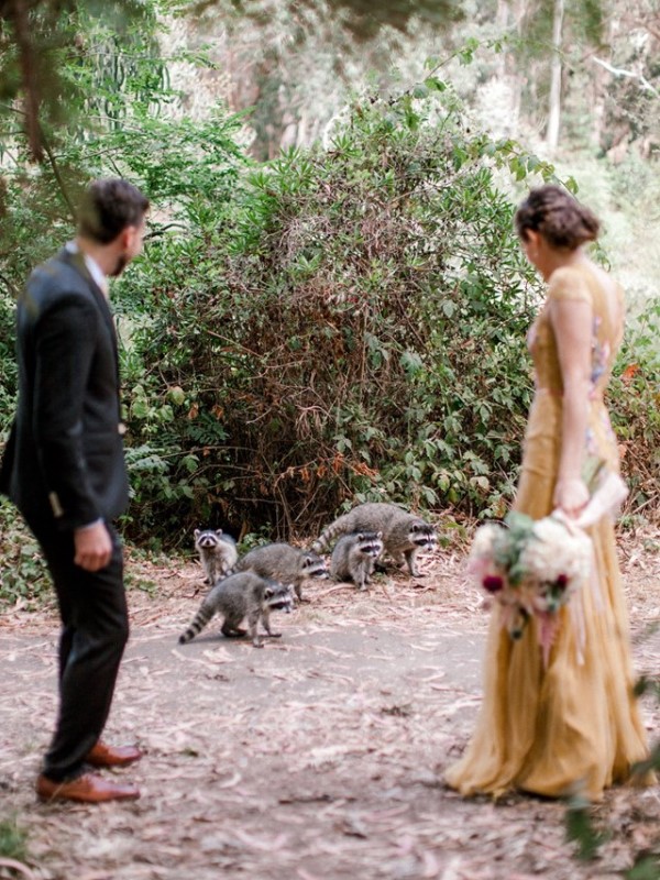 新人拍婚紗巧遇浣熊家族亂入淪配角　攝影師笑：好兆頭！