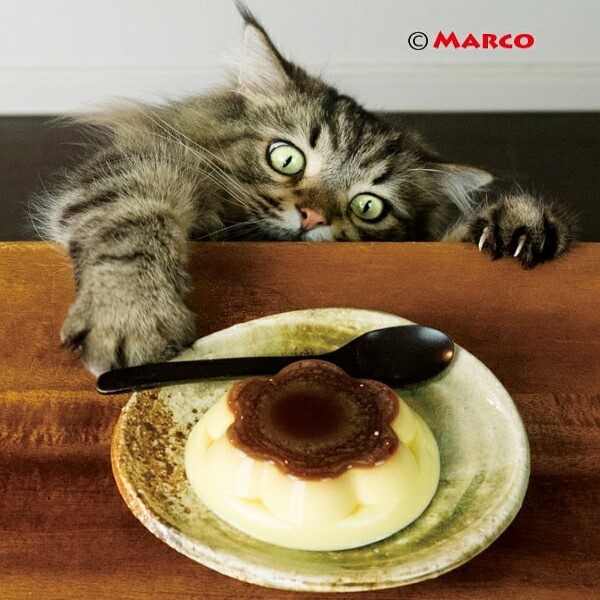 日本貪吃貓一見食物眼神超有戲　網笑翻：吃貨中的吃貨！