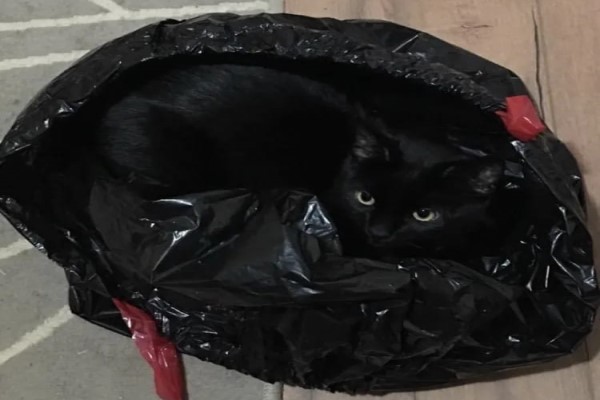 眼力大考驗！超強偽裝術　你找得到木柴堆裡的貓咪嗎？