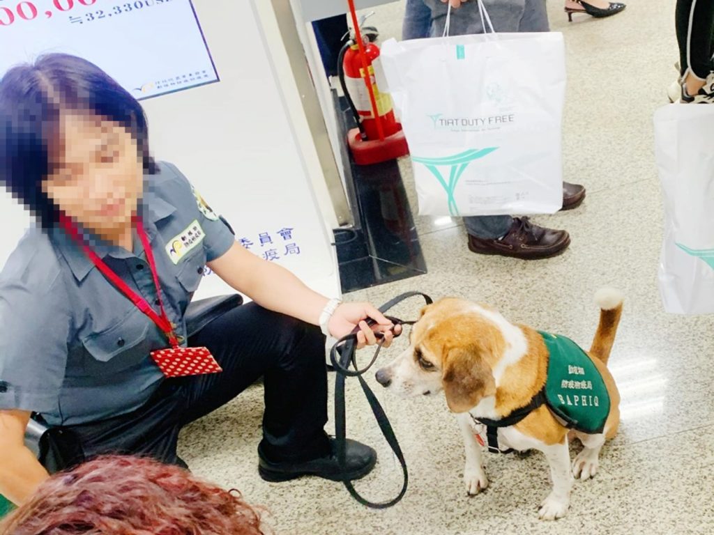 檢疫犬乖乖坐下，準備等獎賞！(圖/網友Ellie Chinen提供) 