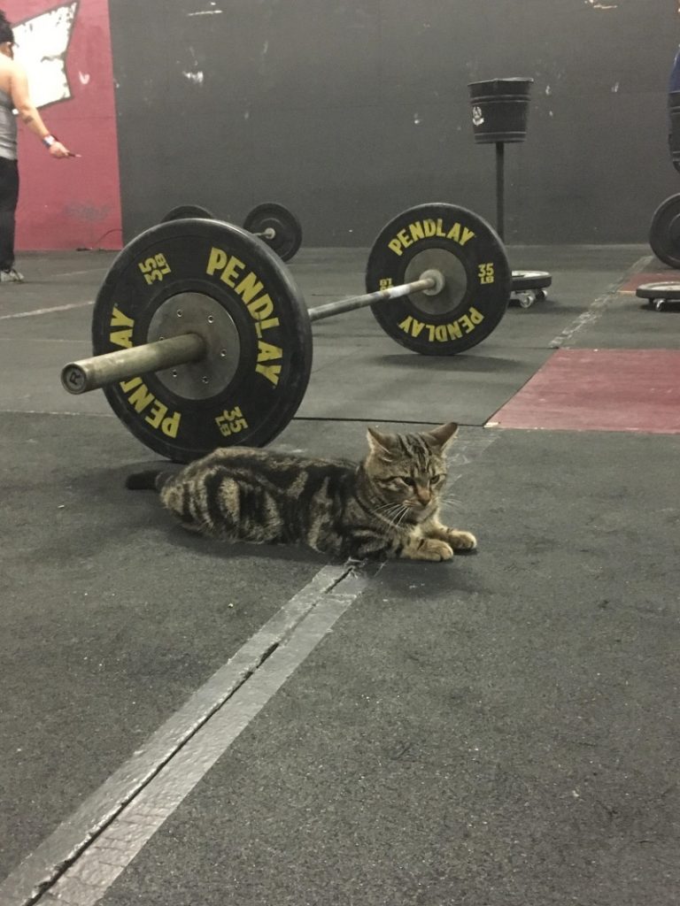 傲嬌虎斑貓自主進駐健身房　當起貓教練為大家加油打氣！ 