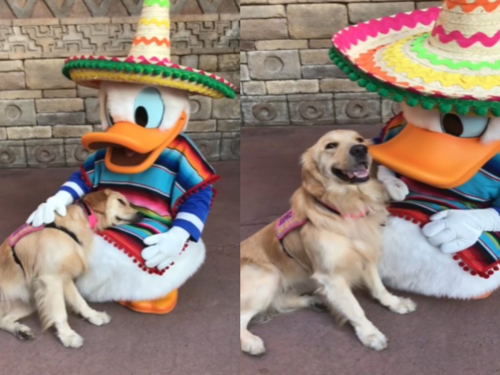 治療犬娜拉看見偶像唐老鴨超級開心！（圖／IG@helperdognala）