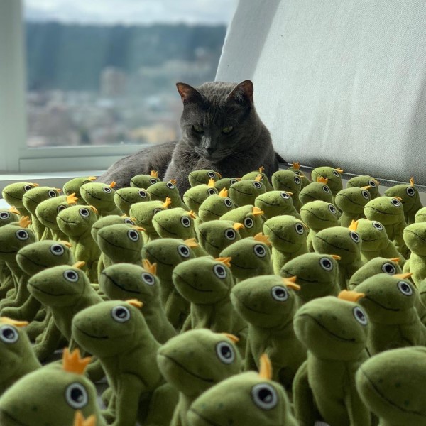 喵星人坐擁百隻青蛙軍團表情超有戲　藍貓：「朕就是狂！」