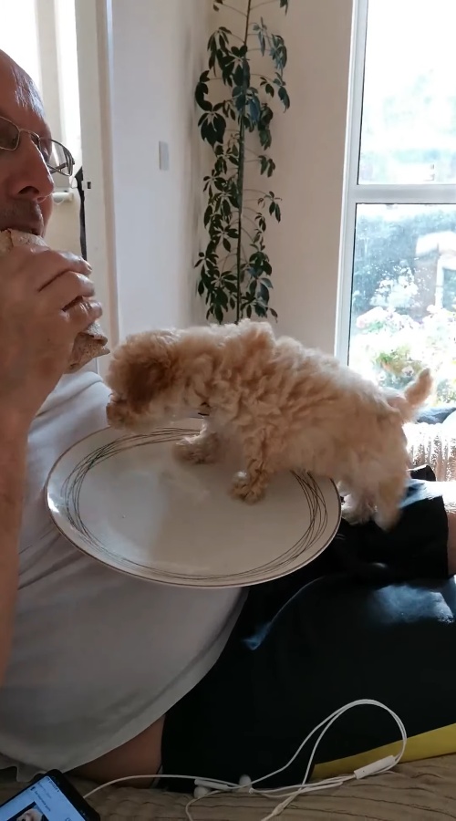 主人吃飯中　貼心小狗自己爬進盤子：還餓嗎？吃了我吧！