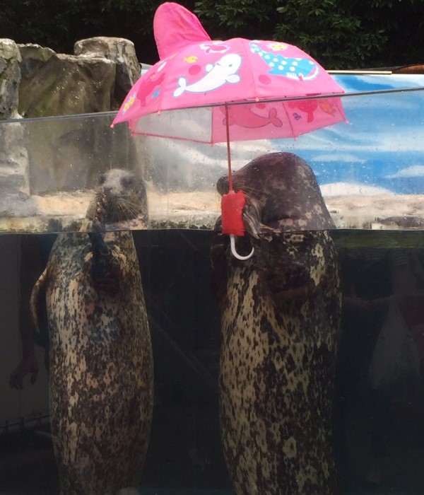 日本水族館的海豹居然會撐傘？　網笑：這是工讀生吧！