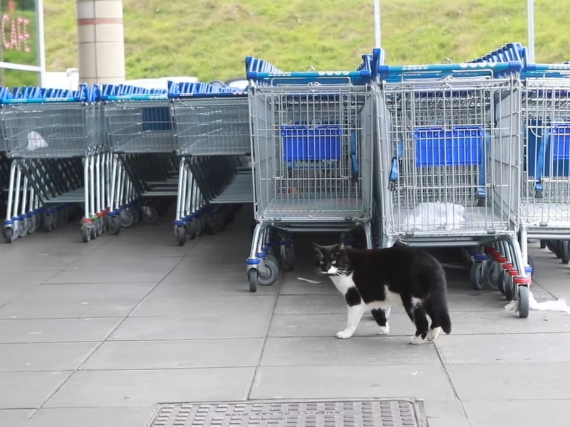 超市貓店長天天自主上班討摸摸　太可愛被顧客養到幸福肥！