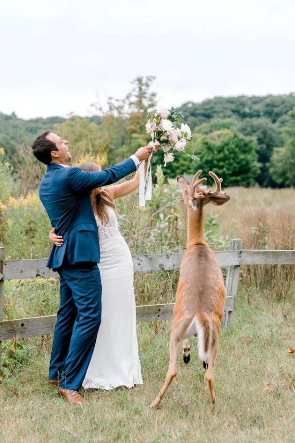 最萌慣犯！小鹿專闖婚紗照　給新人最夢幻的祝福！