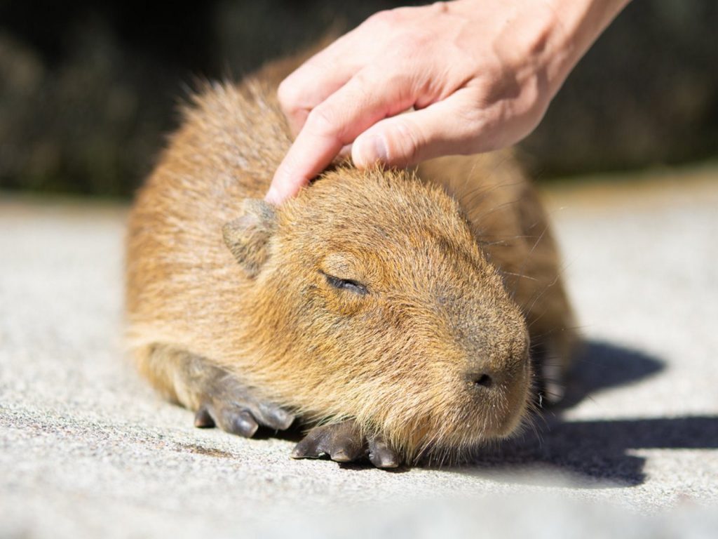 水豚寶寶被摸到舒服閉眼（圖／twitter@usa0831）