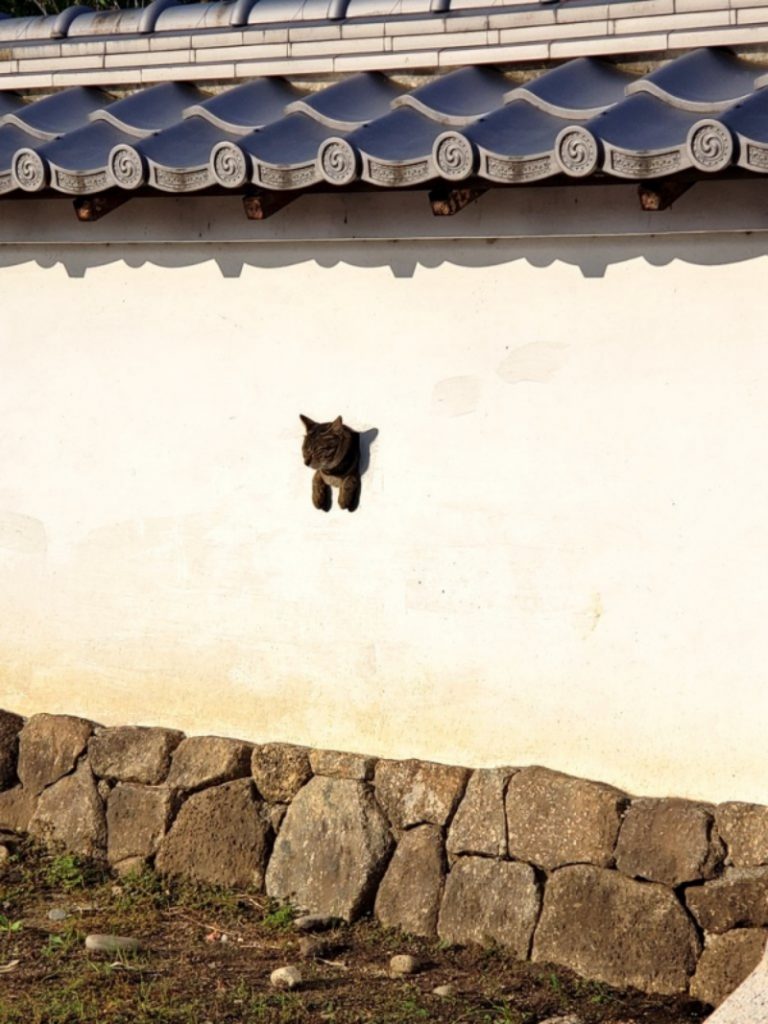 日本古城牆驚見「牆上長貓」　網笑：犬山城變喵山城！