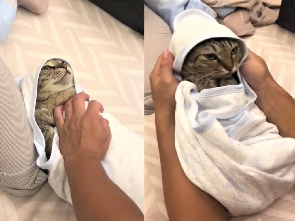 脾氣好的虎斑貓「阿頭」被把拔當成嬰兒練習包包巾，但被亂包一通透出超無奈表情！（圖／翻攝自網友Feng-Ying Wen提供影片）