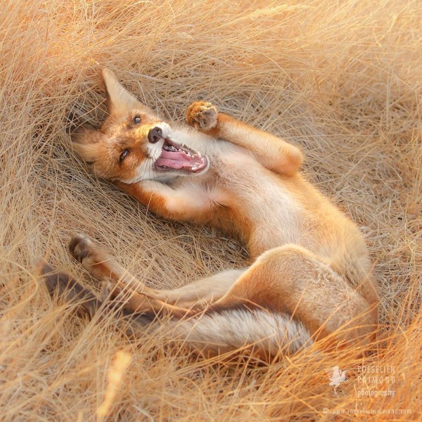 荷蘭攝影師愛拍野生狐狸　雪地系列根本就是童話仙境！