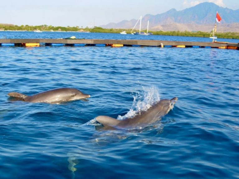 被囚禁在飯店狹小泳池裡的海豚，終於獲得解救（圖／Dolphin Project.com）